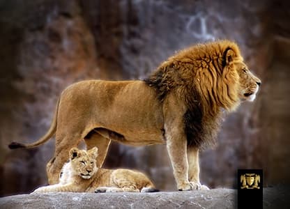 CLOSE PROTECTION & SECURITY