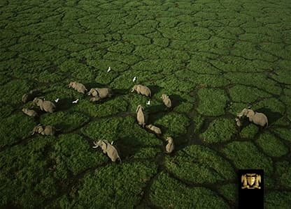 FLYING SAFARIS