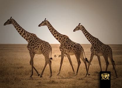SAFARI PACKAGES